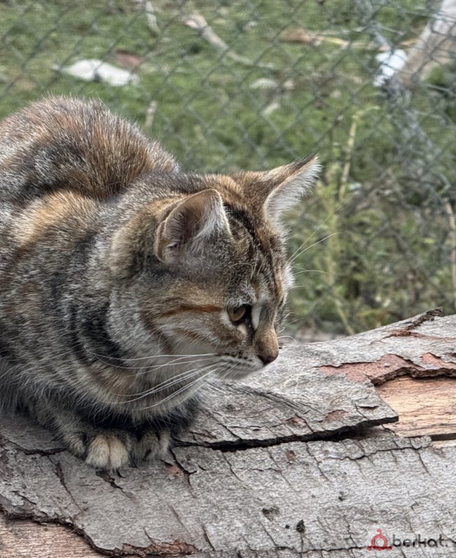 Черно коричневый котенок